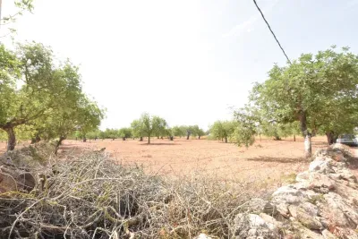 Land in Porreras — photo 1