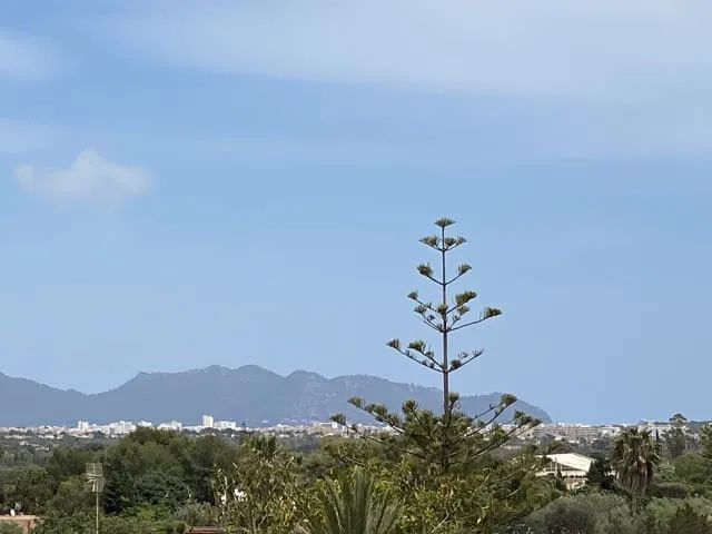 Finca/Country House for sale in Portocristo / Port de Manacor, Manacor, Mallorca — photo 8