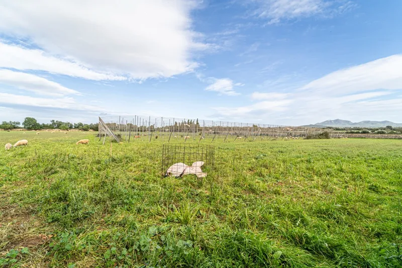 Magnificent rustic estate in the Porreres area — photo 10