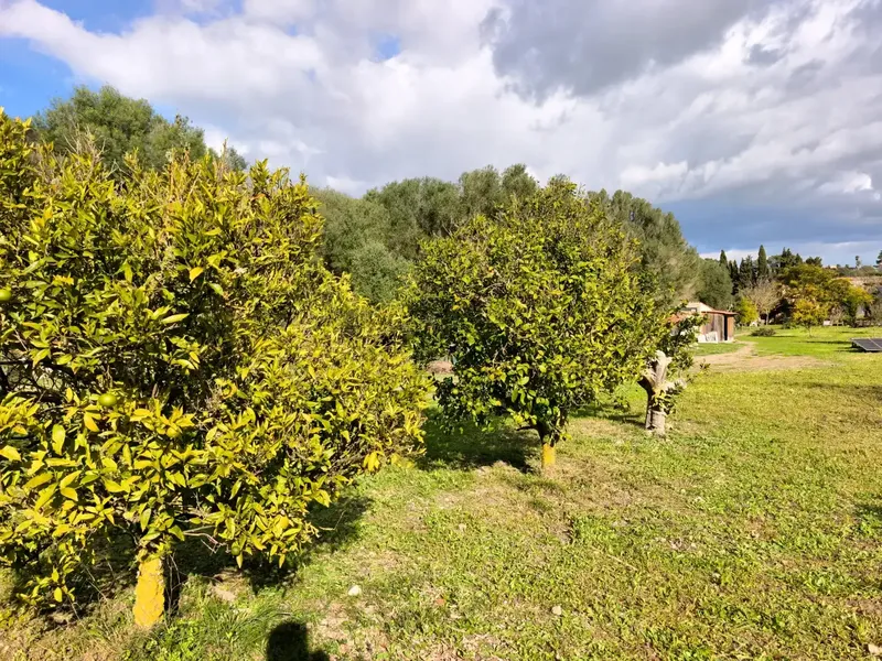 Authentic stone farmhouse in the heart of Mallorca — photo 8