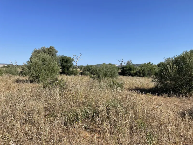 Fenced Plot with easy access and Basic Project between Campos and Porreres — photo 6