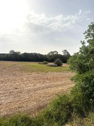 Rural Land - Sineu, Plot Surface 21,300 m² — photo 6
