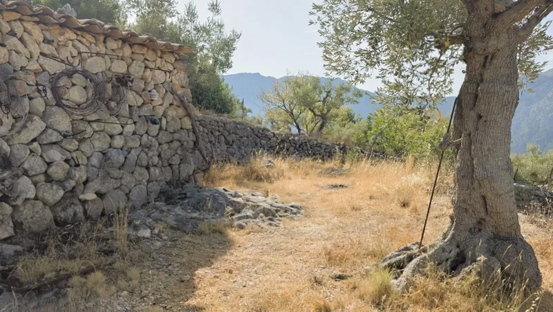 Olive grove in Fornalutx with tool shed — photo 2