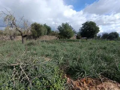 Rustic Land - Costitx, Plot Surface 60138m² — photo 9