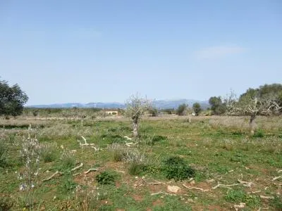 Rural land - Sineu (Llubi), plot surface 17000 m² — photo 6