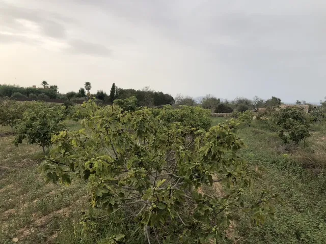 Beautiful plot land with open views on the outskirts of Ariany — photo 6