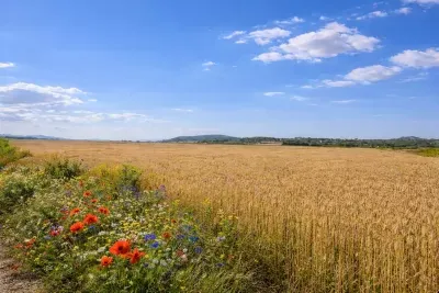 Buildable rural land in Manacor — photo 1