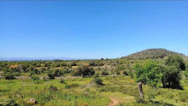 Land in Felanitx, Province of Balearic Islands — photo 8