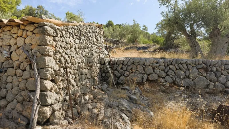 Olive grove in Fornalutx with tool shed — photo 3