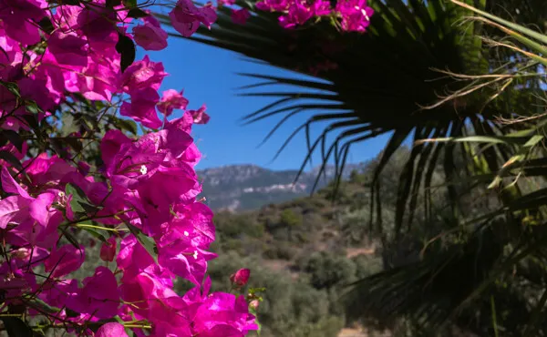 Spectacular Country House with Pool in Sóller — photo 1
