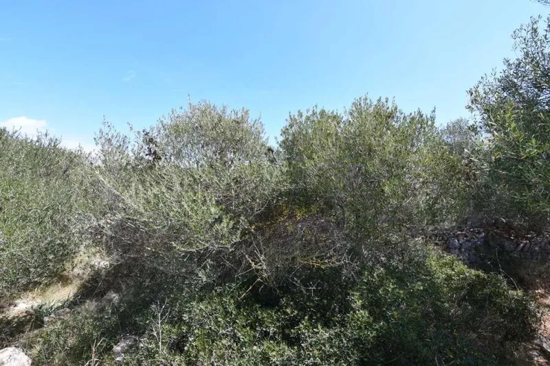 Large commercial plot with many options in Cala D'Or — photo 4