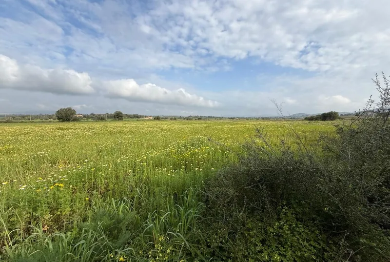 Finca with small house between Manacor and Felanitx — photo 7