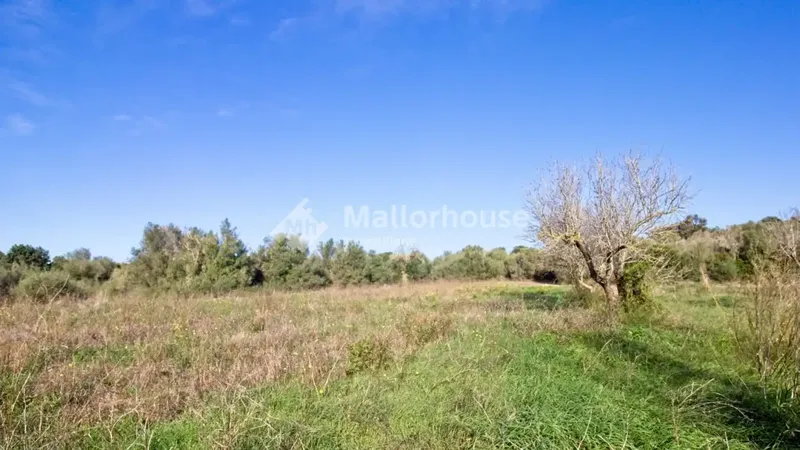 Beautiful plot of 14,033 m2 a few meters from the town of Muro, with clear views and native vegetation of the islands. Easy access by — photo 3