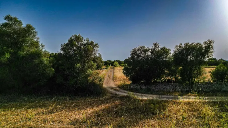 Plot in Felanitx with potential for your dream home — photo 3