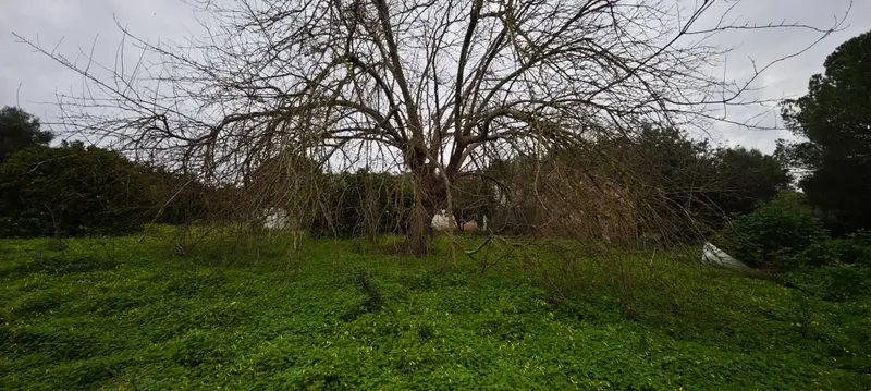 Rustic estate of 10,735 m² located in the municipality of Sencelles, accessed from the old road of Sineu. On the estate there is a house — photo 11
