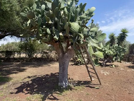 Rustic finca with an idyllic garden and pool between Son Carrio and Porto Cristo — photo 5