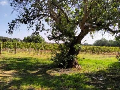 Porreres: Charming rural property with holiday rental license (ETV), well and vines — photo 11