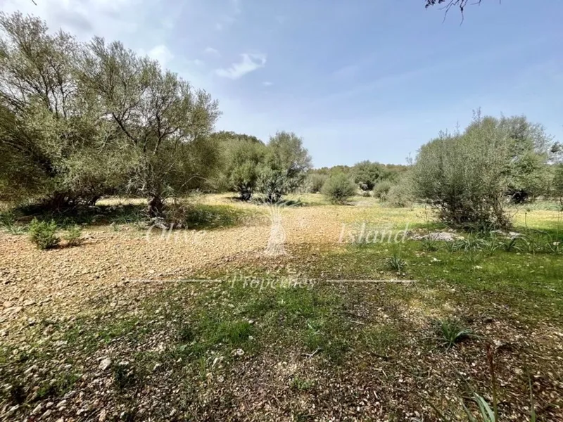 Land in Algaida, Province of Balearic Islands — photo 7