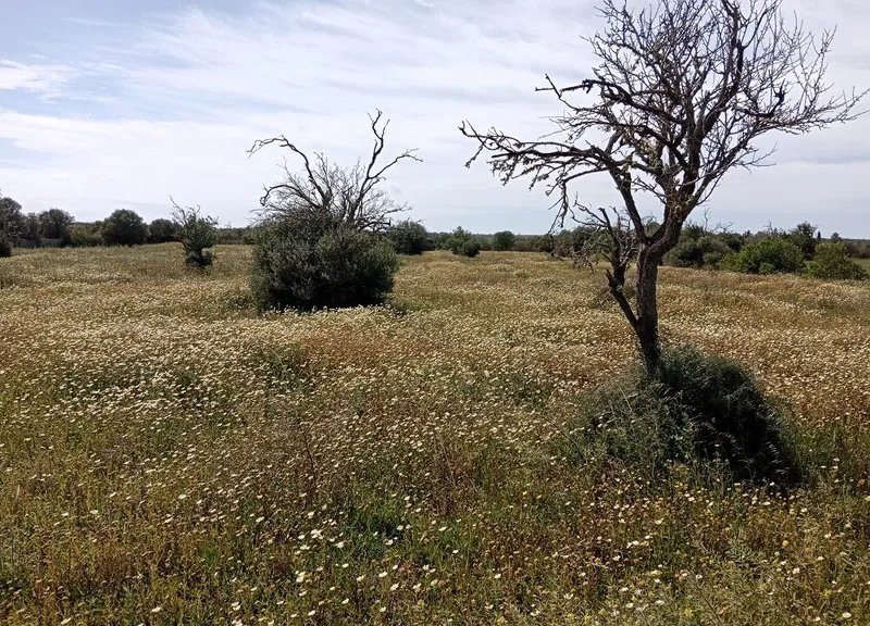 Large Rustic Land near Campos, Mallorca — photo 8