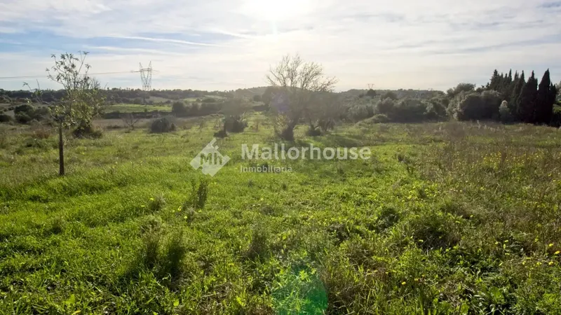 Beautiful plot of 14,033 m2 a few meters from the town of Muro, with clear views and native vegetation of the islands. Easy access by — photo 6