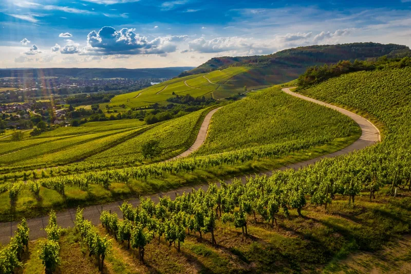 Cultivated vineyard for sale near Vilafranca, SL can be purchased as well — photo 1