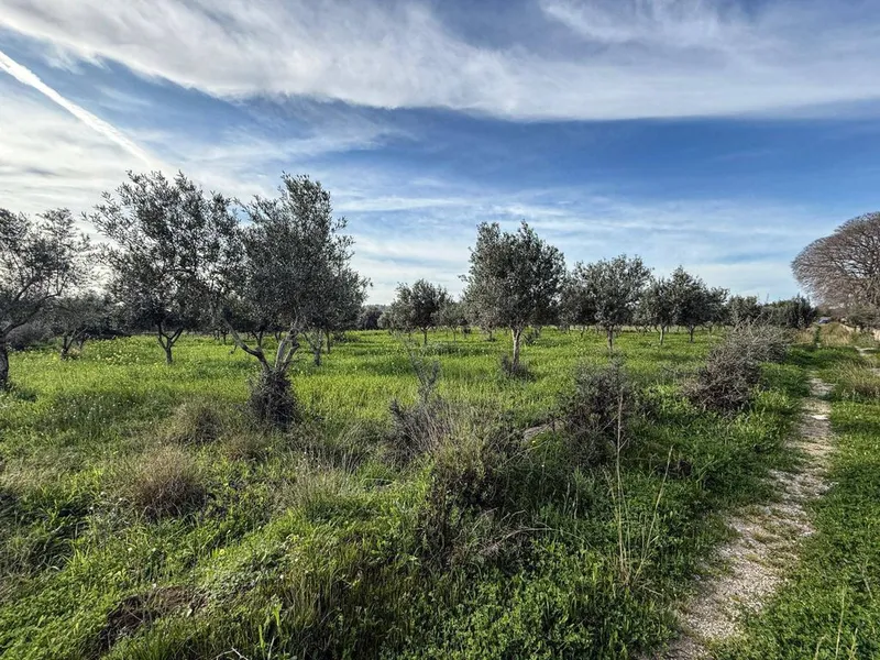 Rural or Farmhouse in Selva, Province of Balearic Islands — photo 2
