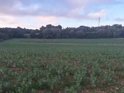 Plot of land - Manacor (Son más) — photo 5