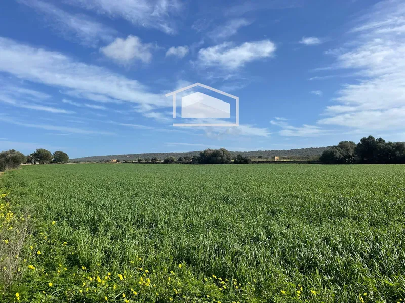 Rustic plot of more than 20,000 m² with excellent access and open views next to Ses Salines and Colonia de Sant Jordi — photo 2