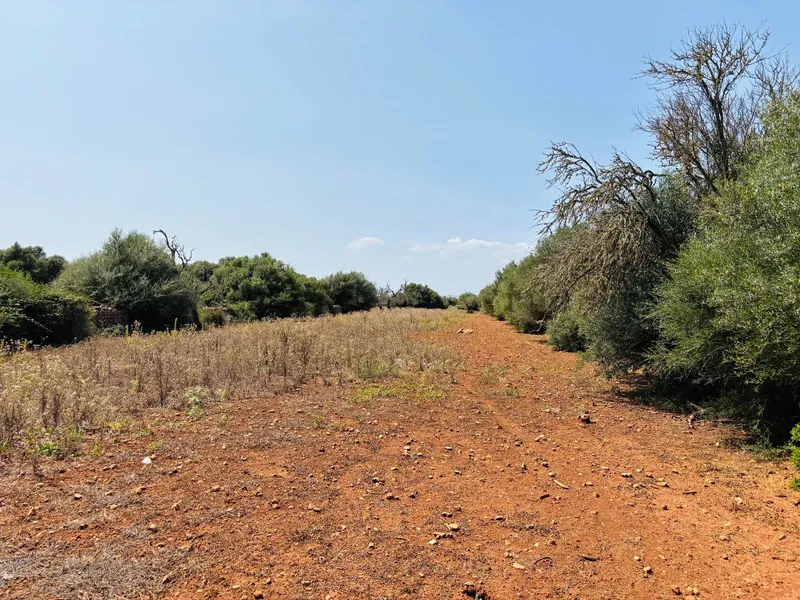 Plot in Felanitx — photo 9