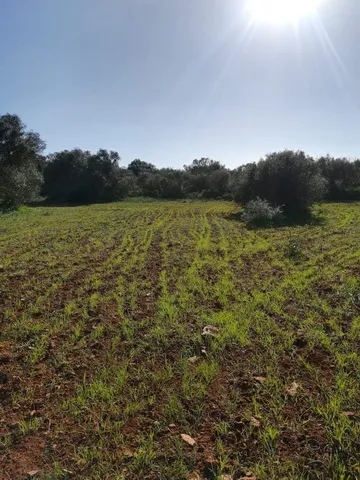 Large plot near Campos in wooded area — T 06 CM — photo 7