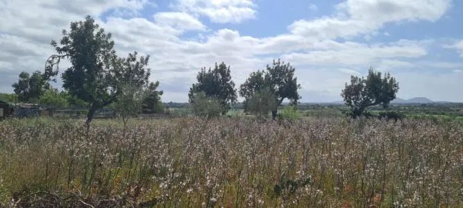 Urban plot of land - Santa Eugènia (Ses Alqueries), plot surface 2241m² — photo 4