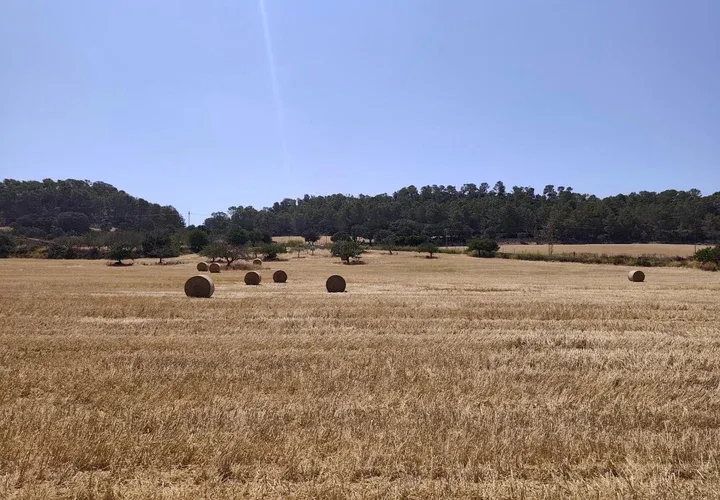 Land in Porreres, Mallorca — photo 9