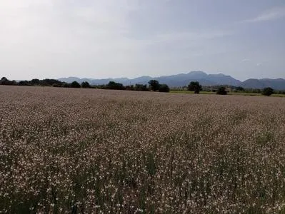 Plot of land - Sa Pobla, plot surface 80378m². — photo 8