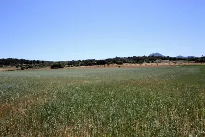 Land for sale in Manacor — photo 6