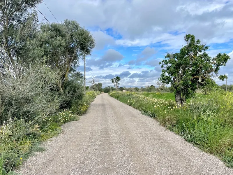 Buildable plot in a flat and quiet location between Campos and Sa Ràpita — photo 4