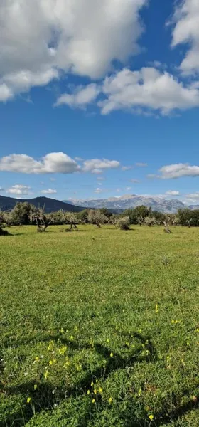 Rural land - Llubí (outskirts of Llubí), plot surface 14,964 m² — photo 4