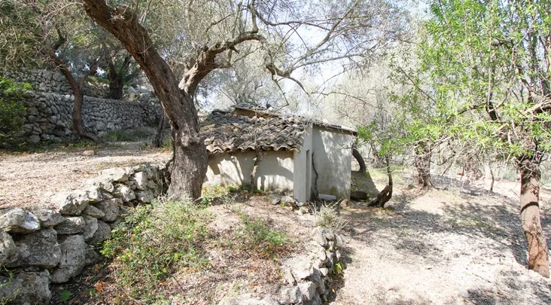 Reduced!!! Olive grove with stunning views of the Port of Sóller — photo 6