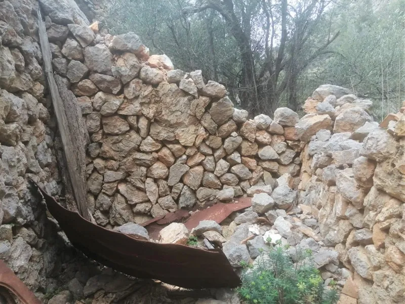 Olive grove in Barranc de Biniaraix — photo 9