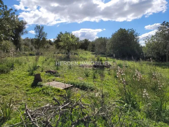 Building Plot for Sale in Manacor, Mallorca — photo 11