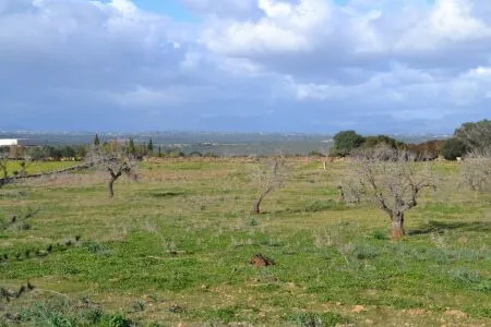 Rustic property - Manacor (Afueras), Built Surface 10m², Plot Surface 42985m² — photo 3