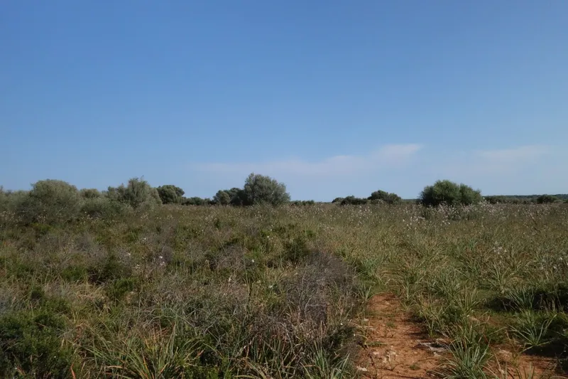 Large finca plot with planning permission and open views near Santanyí — photo 8