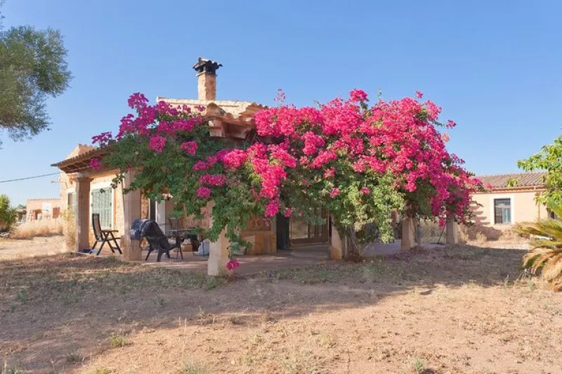 Natural stone finca in Llucmajor — photo 9