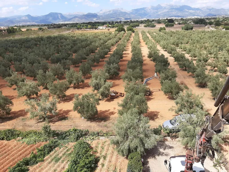Exclusive property in Sencelles - plot with olive grove and tourist license ETV — photo 8