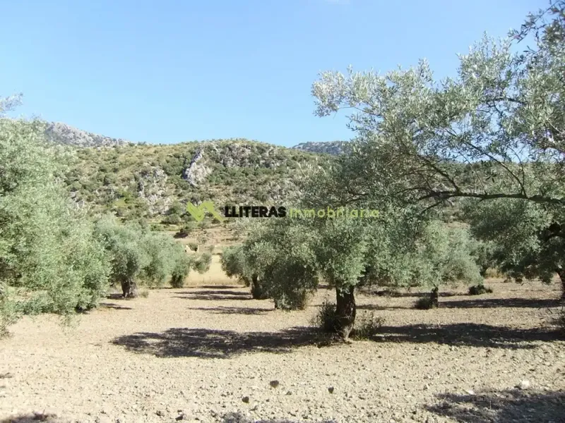 Fantastic estate in the valley between Alaro and Orient, in a paradisiacal setting surrounded by mountains. With an area of more than 50,000 m2 and u — photo 10