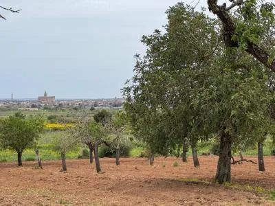 Rural Land - Porreres — photo 5