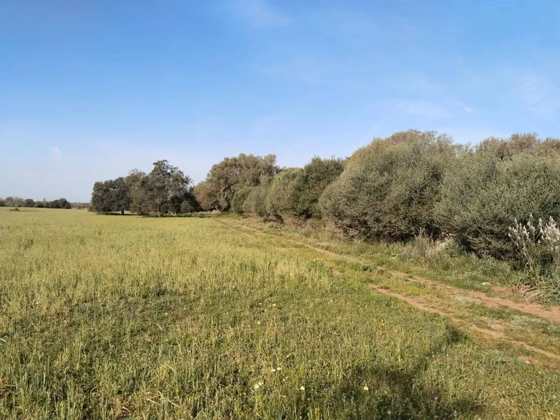 Land in Felanitx, Province of Balearic Islands — photo 12
