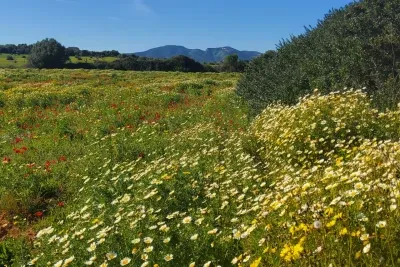 Plot with project in Son Carrio 27669 sqm — photo 1