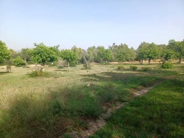 Plot in Felanitx — photo 4