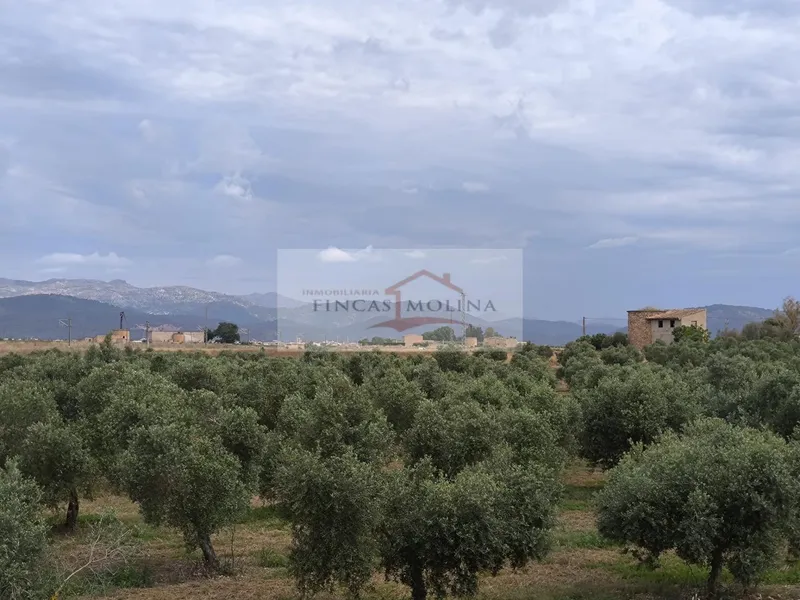 Urbanizable land - Sa Pobla (Pobla (Sa)) — photo 1