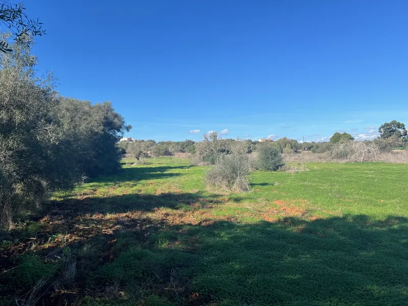 Buildable plot in Ses Salines, Mallorca — photo 2